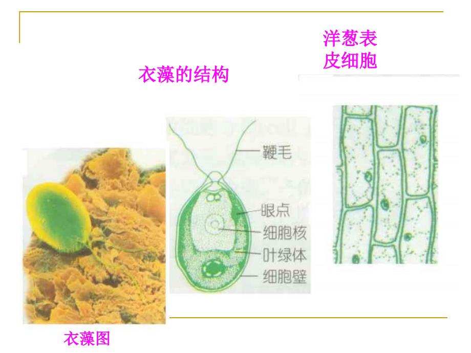 （教科版）六年级科学下册课件 在显微镜下我们发现了什么_第4页