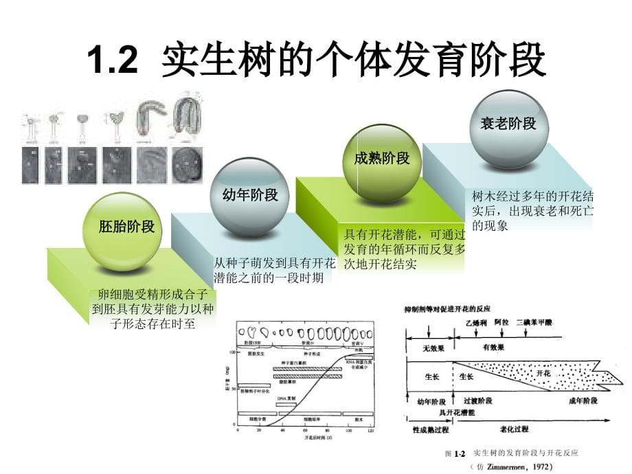 园林树木栽培学 复习_第5页