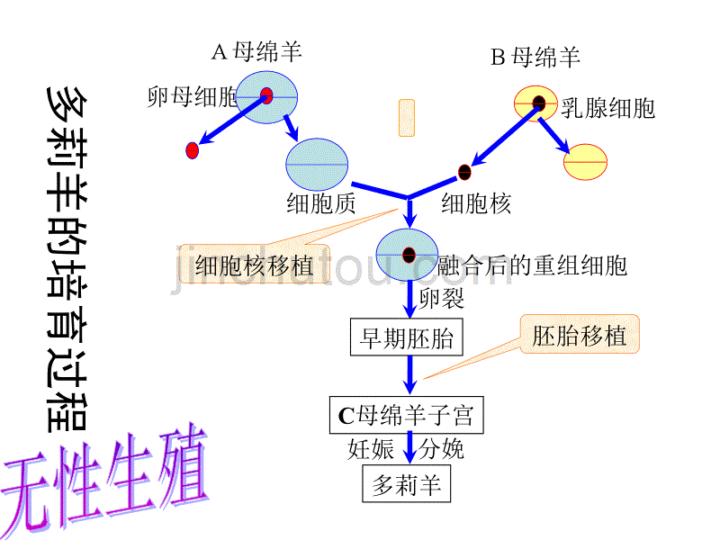 动物细胞核移植和克隆动物_第3页