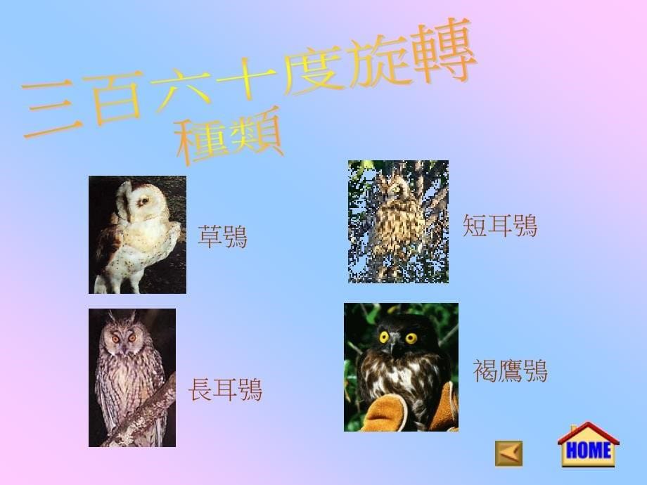 三百六十度旋转猫头鹰_第5页