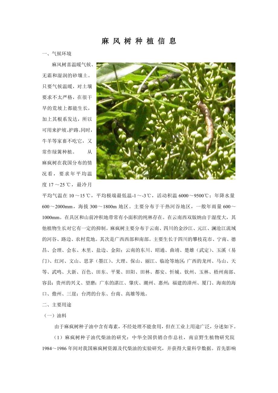 麻 风 树 种 植 信 息_第1页