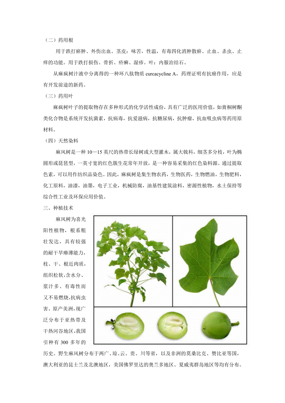 麻 风 树 种 植 信 息_第3页