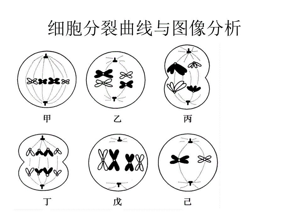 专题三细胞的生命历程_第3页