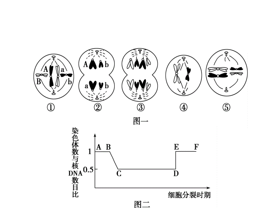 专题三细胞的生命历程_第4页