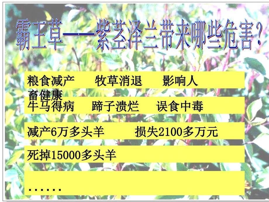 （苏教版）六年级品德与社会下册课件 可怕的物种入侵 5_第5页