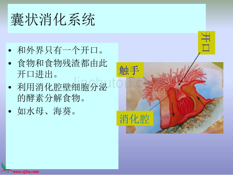 （首师大版）三年级科学下册课件 动物怎样吃食物 1_第2页