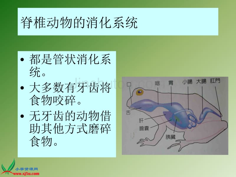 （首师大版）三年级科学下册课件 动物怎样吃食物 1_第5页