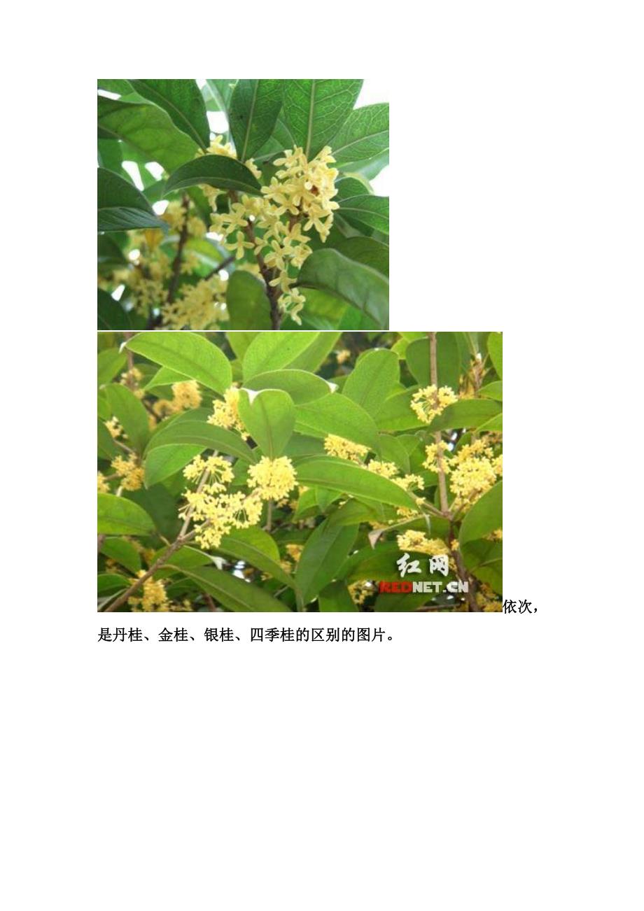 如何识别桂花品种_第4页