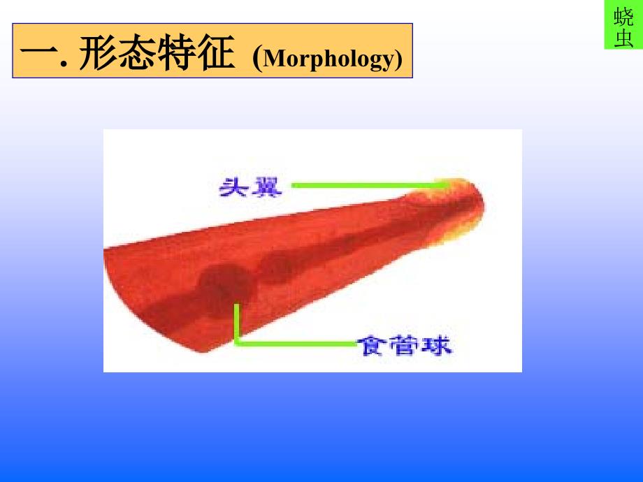 2007第三讲 线虫(蛲、旋、丝)_第3页