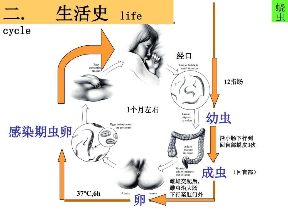 2007第三讲 线虫(蛲、旋、丝)_第5页