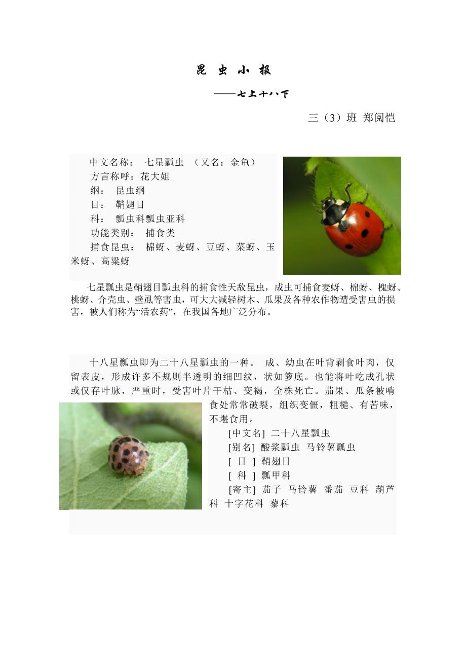 昆虫小报(二年级科技小报)_第1页