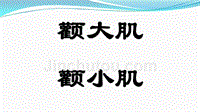 颧大肌、颧小肌