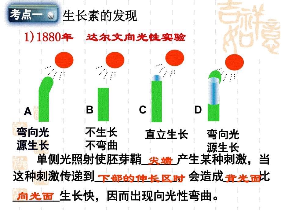 复习植物的激素调节(必修3人教版)4_第5页