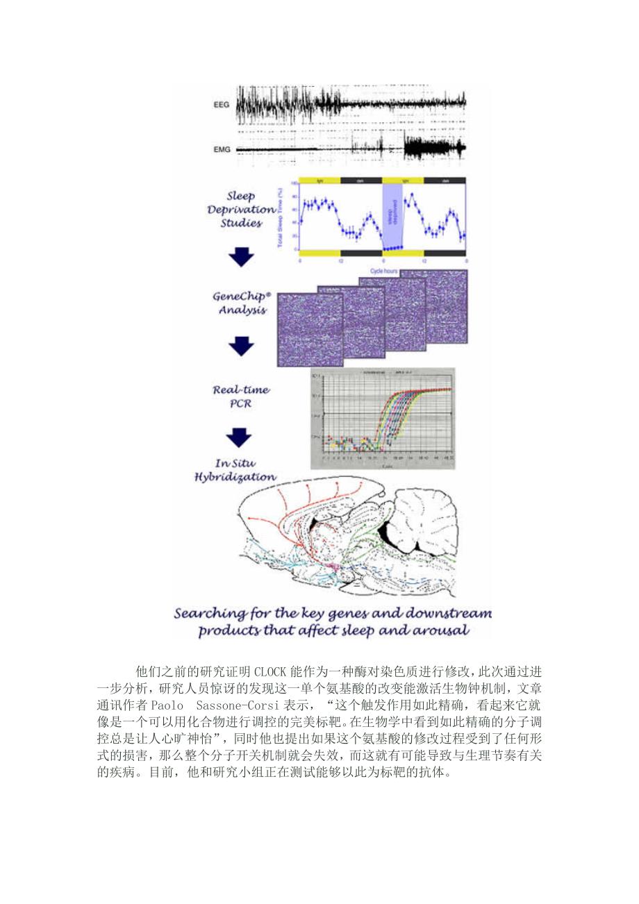 探索人体生物钟之谜_第3页