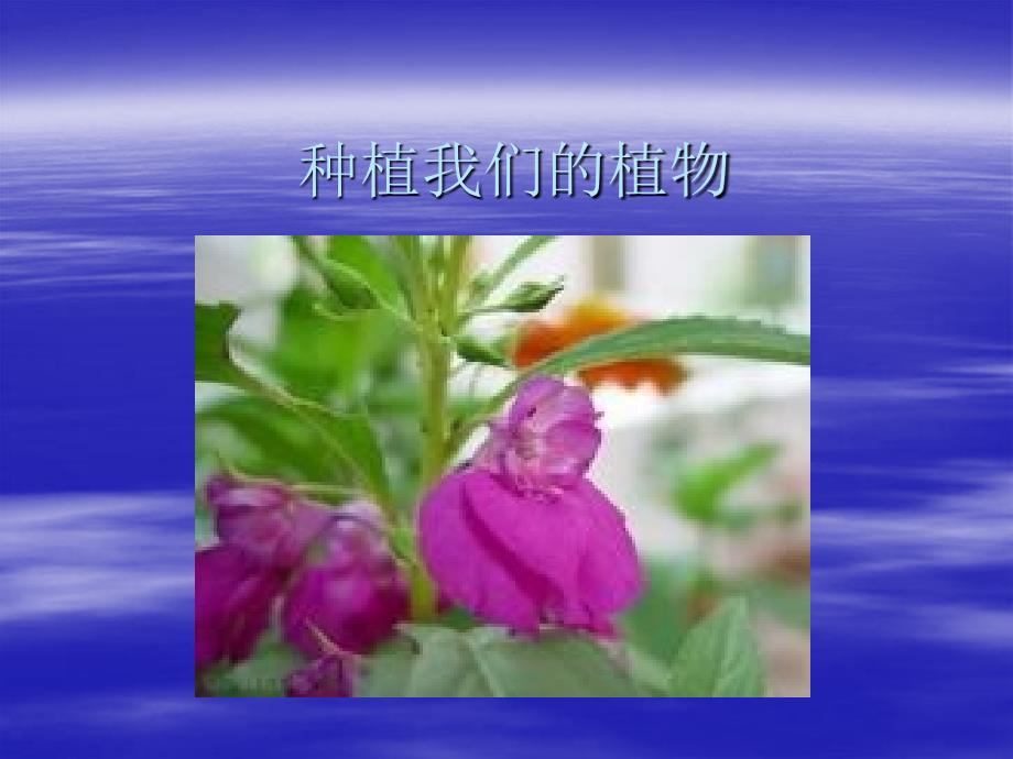 （人教版）三年级自然与科学下册课件 种植我们的植物 2_第1页