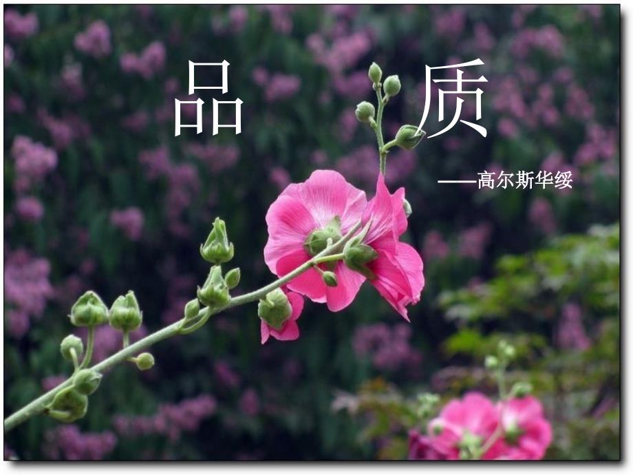 《品质》11_第1页