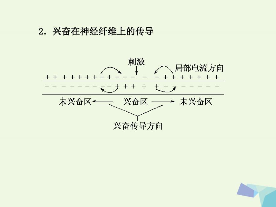 临门一脚高考生物三轮考前重点专题突破课件：专题二动物和人体生命活动的调节课件_第4页