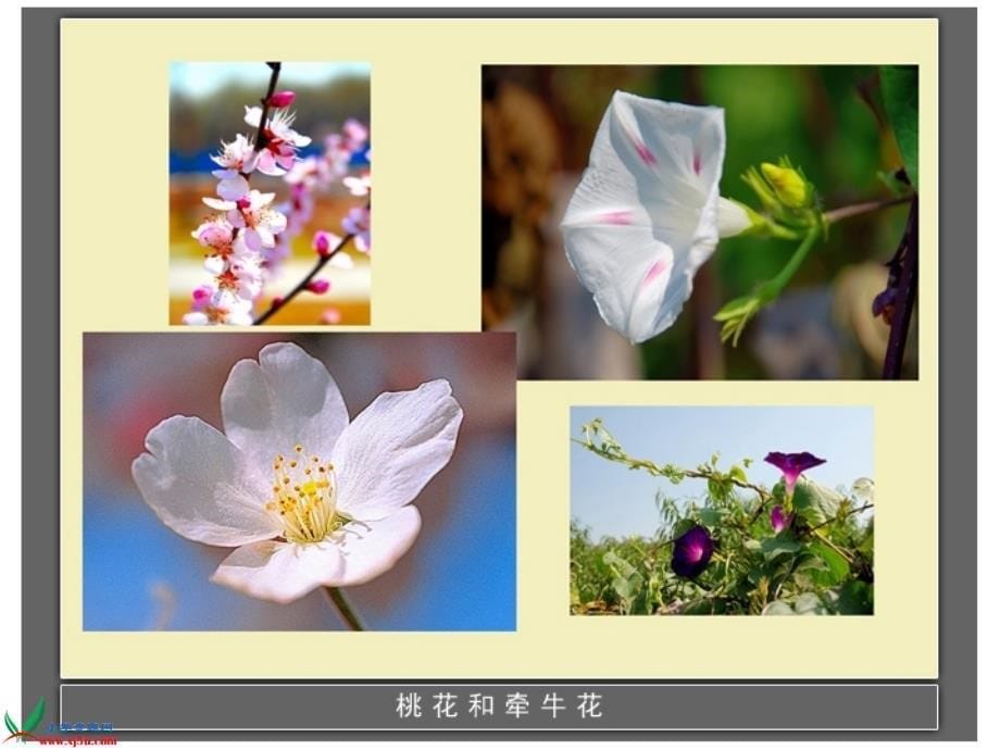 （首师大版）四年级科学下册课件 各种各样的花 4_第5页