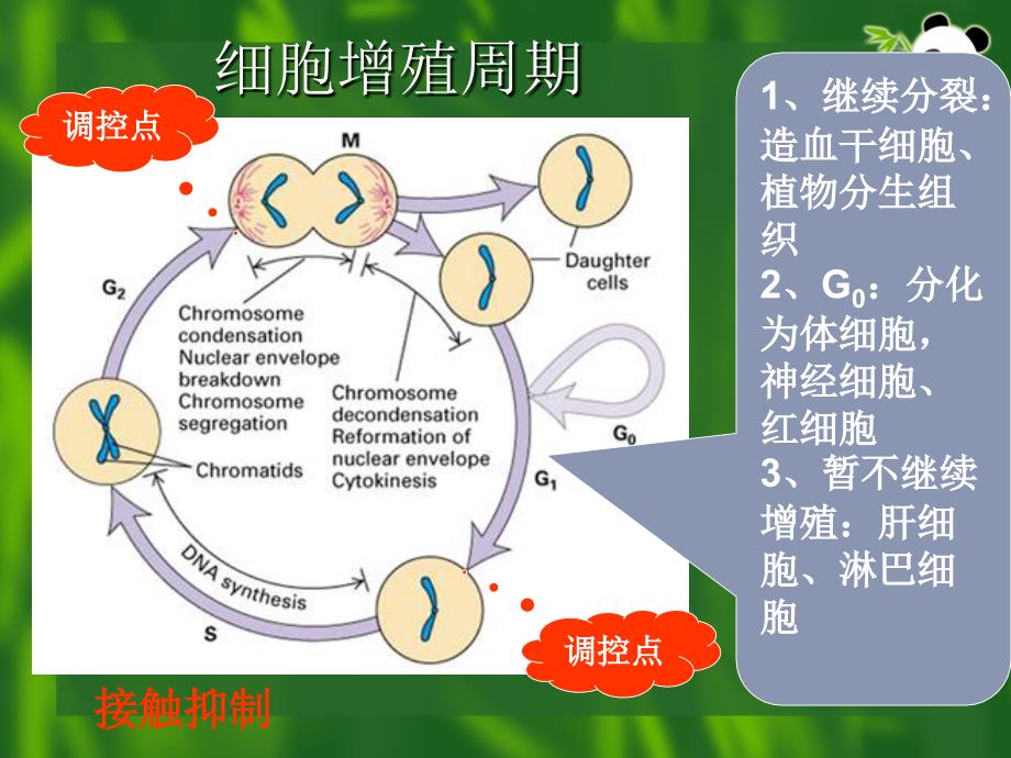 生殖和发育_第4页