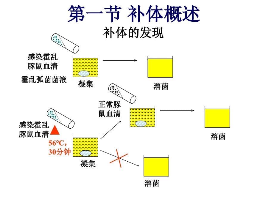 2014.11补体系统_第5页