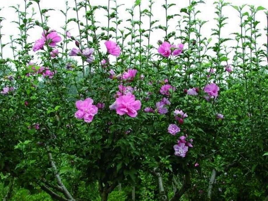 《好一朵木槿花》课件01_第1页