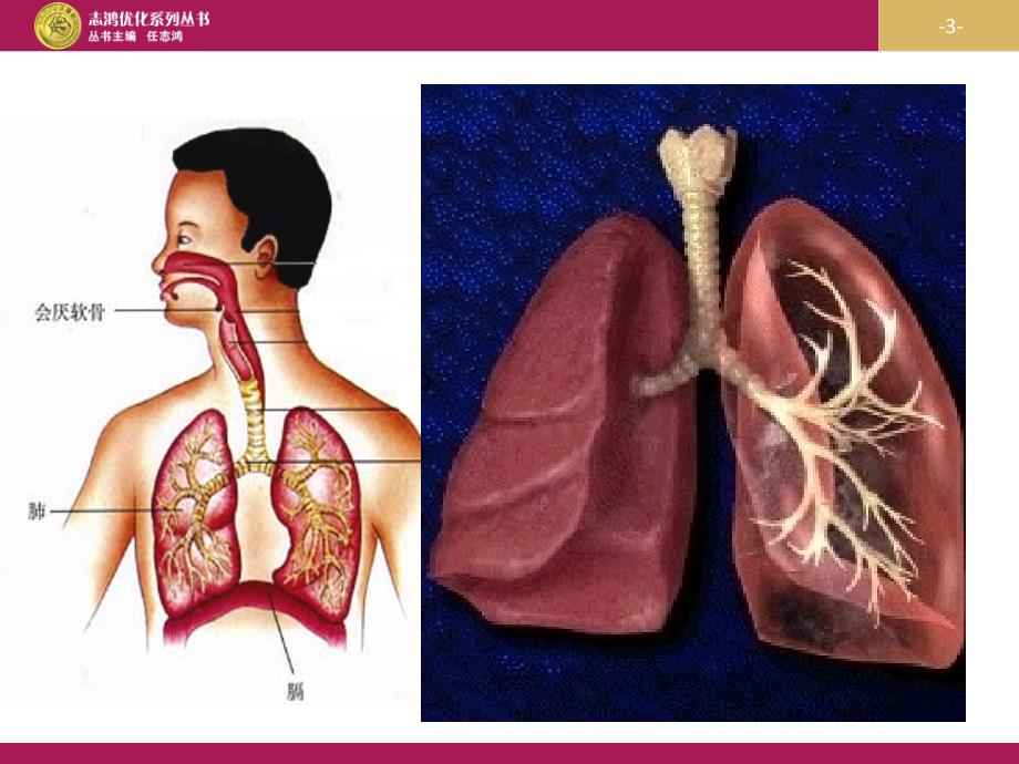 优秀教案(课时)—《发生在肺内的气体交换》课件1_第3页