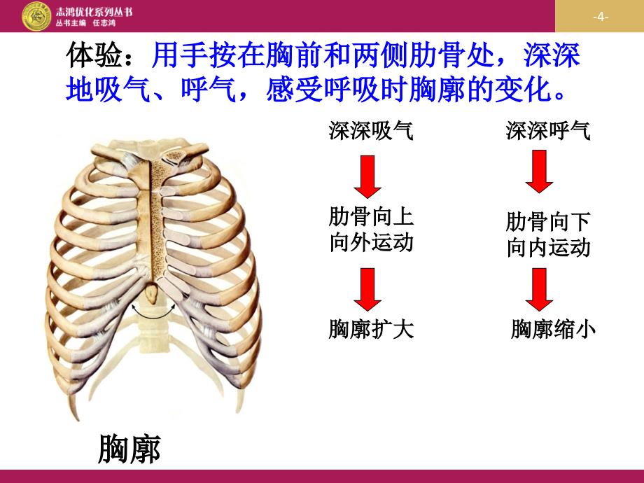 优秀教案(课时)—《发生在肺内的气体交换》课件1_第4页