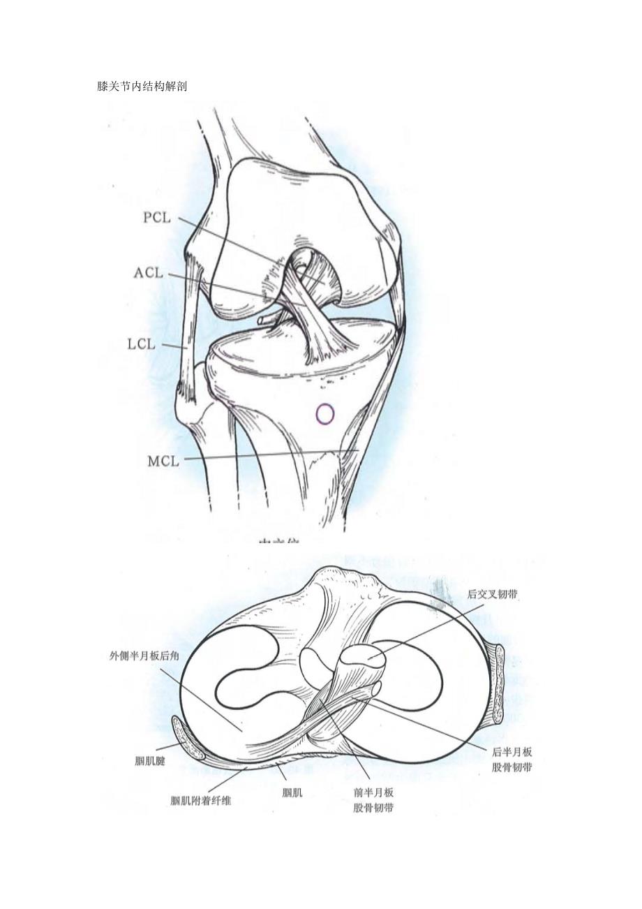 关节镜技术之膝关节解剖与半月板损伤_第1页