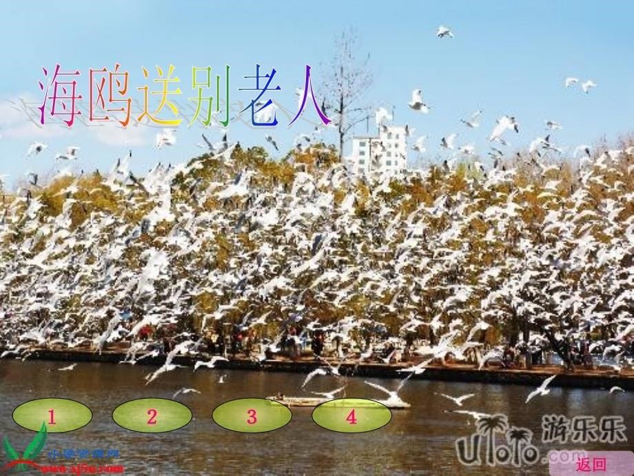 （北京版）五年级语文上册课件 老人与海鸥_第5页