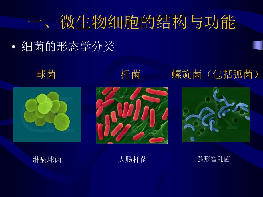 生物奥赛培训教程--微生物学部分_第3页