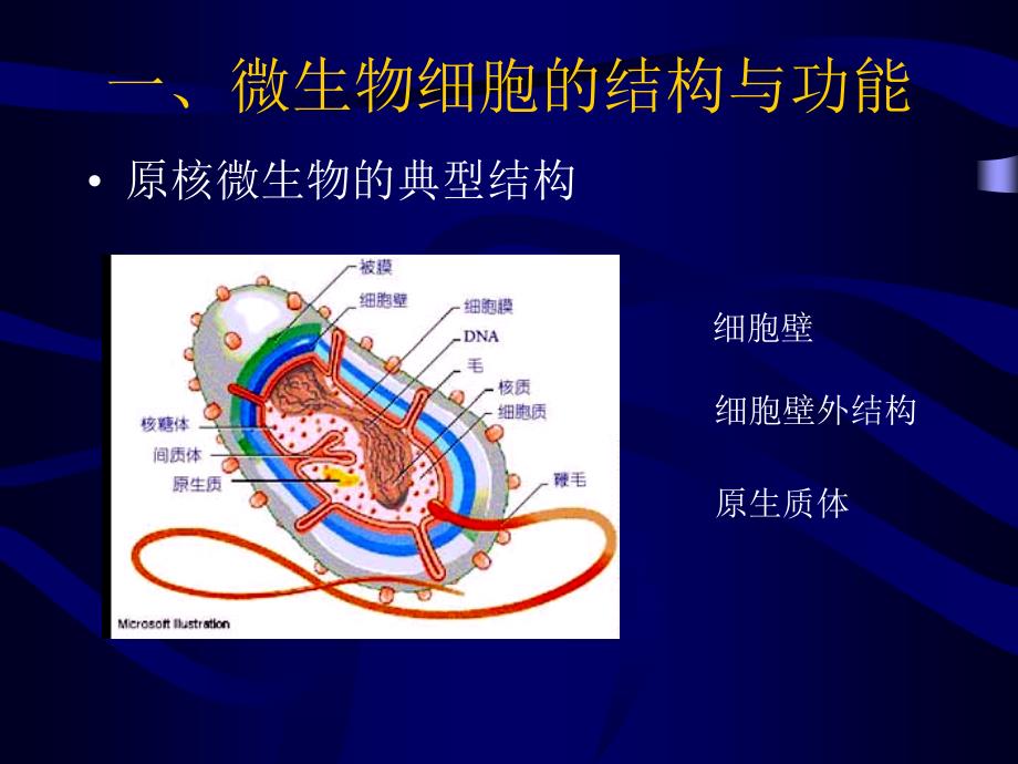 生物奥赛培训教程--微生物学部分_第4页