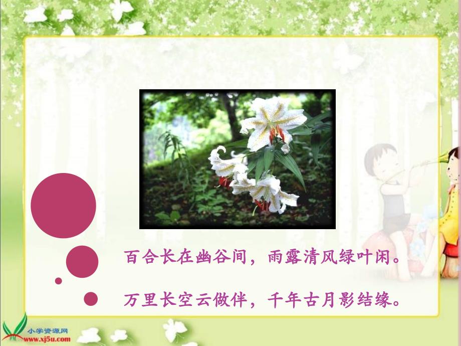 北京版六年级上册《百合花开》1ppt课件_第1页