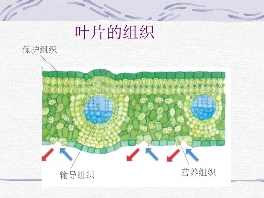 生物体层次结构_第5页