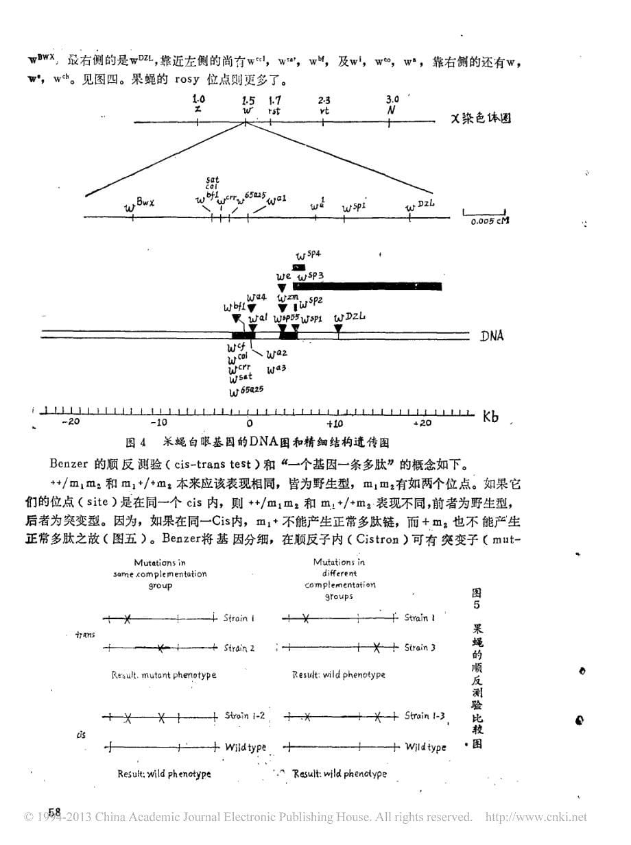 基因概念的发展胡楷_第5页