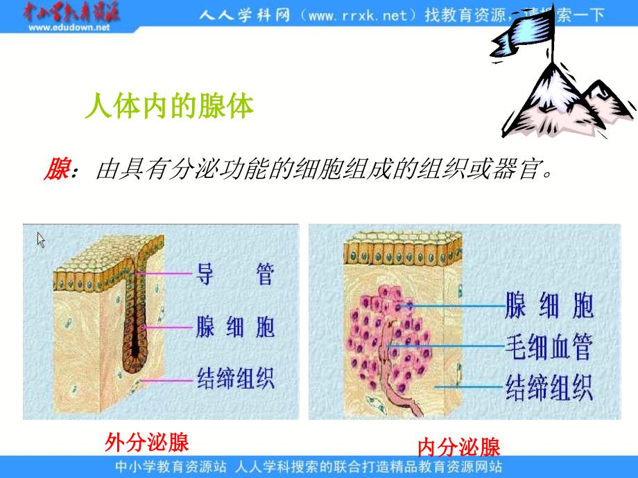 人教版生物七下6.4《激素调节》ppt课件之二_第4页