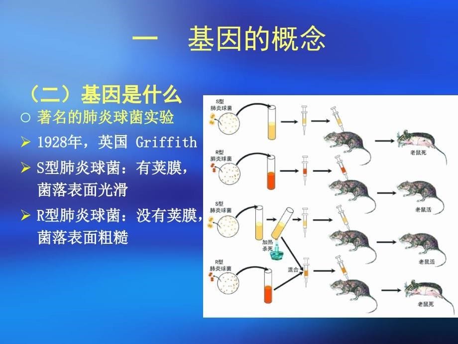 基因结构及其对基因操作的影响_第5页