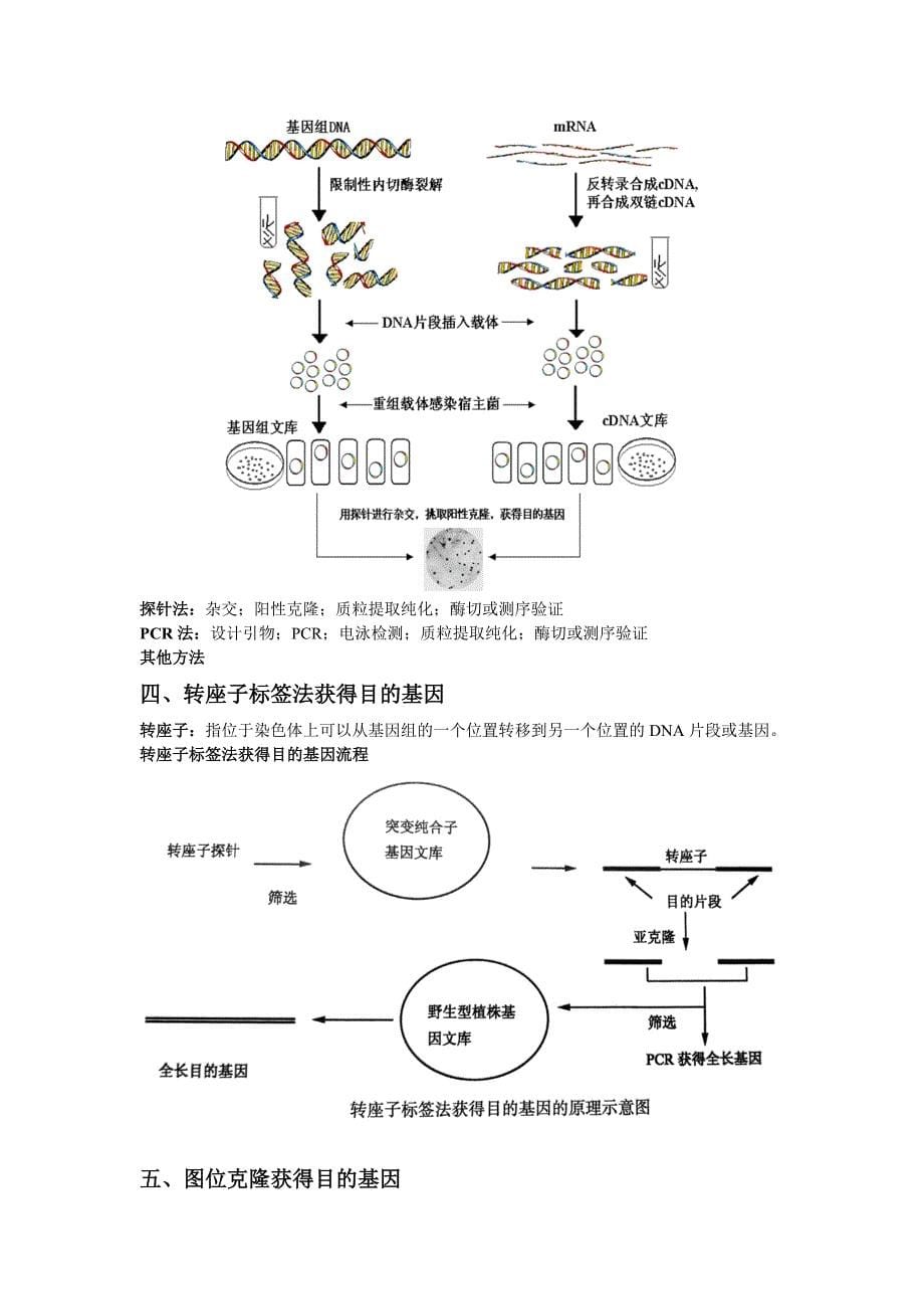 基因工程制药-复习_第5页