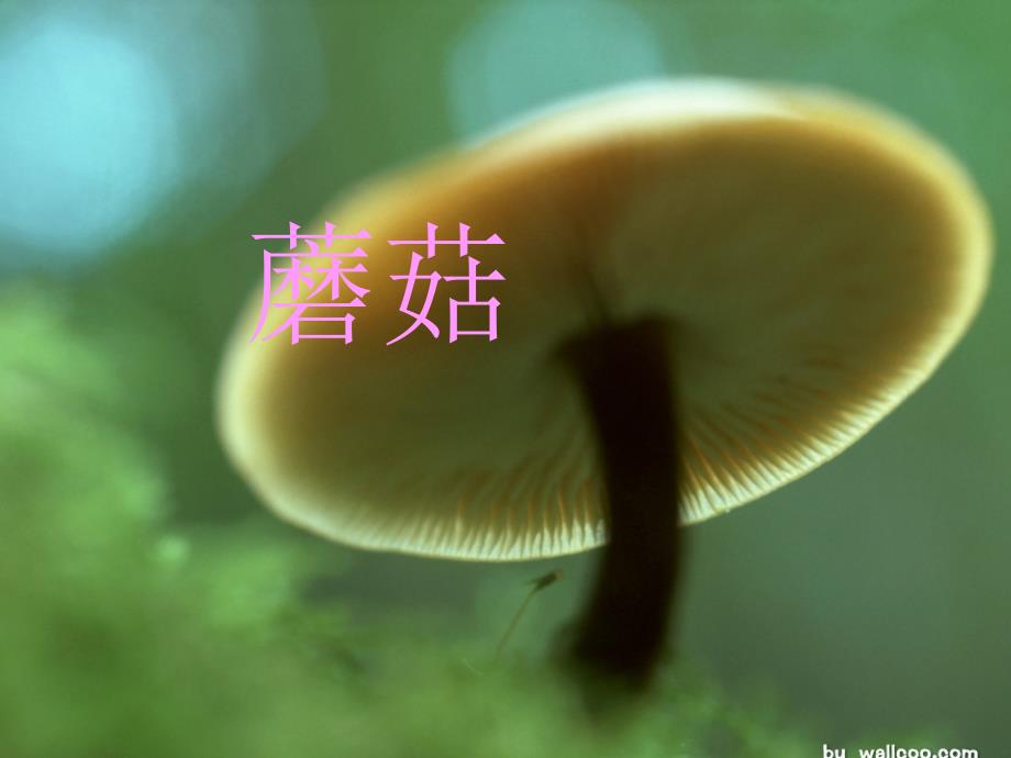 蘑菇05939_第1页