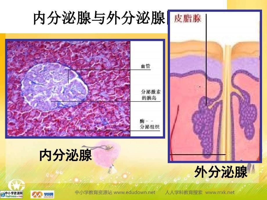 浙科版生物必修3第三节《 高等动物的内分泌系统与功能》ppt课件_第5页