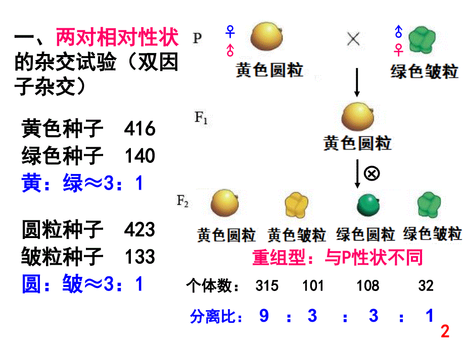 基因自由组合定律_第2页