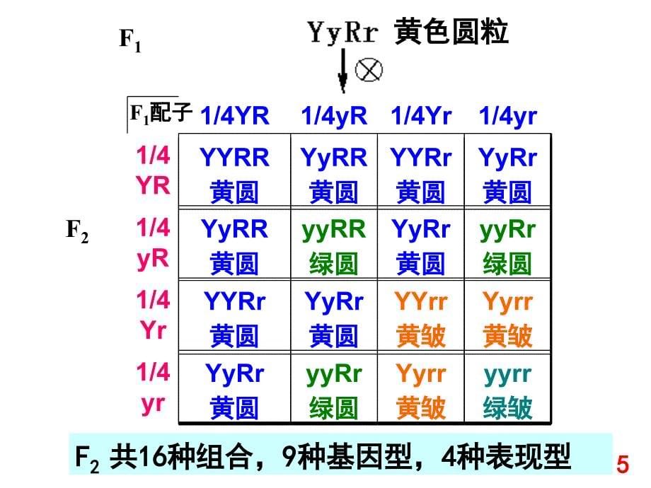 基因自由组合定律_第5页