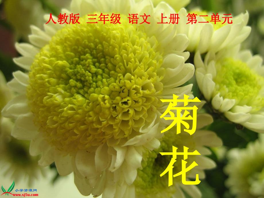（人教版）三年级语文上册课件 5 古诗两首-菊花 1_第1页