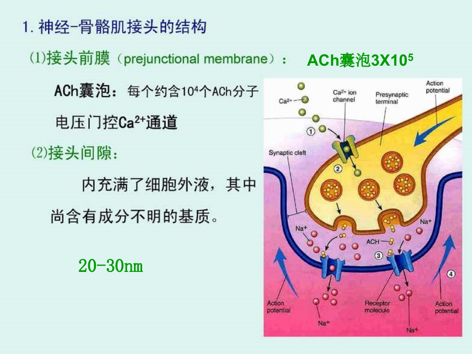 医学生理学肌肉收缩课件_第4页