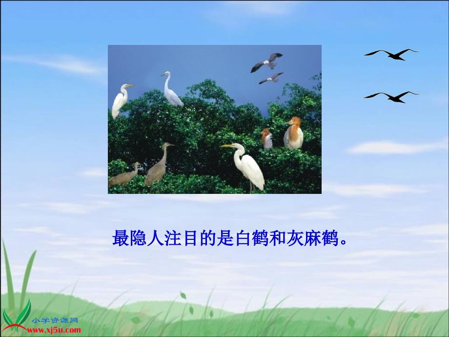 （北京版）五年级语文下册课件 鸟的天堂 3_第3页