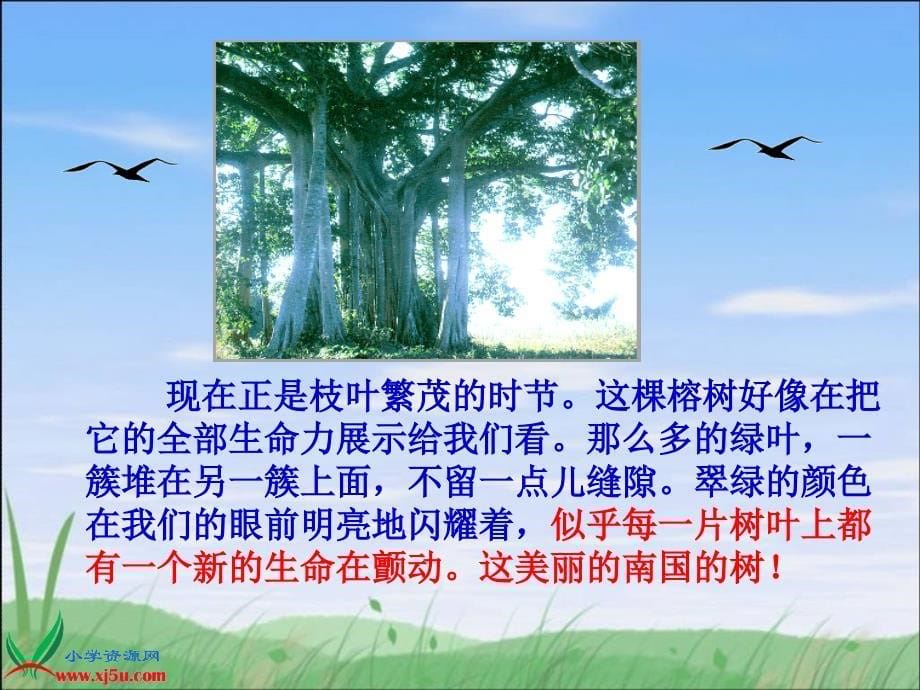 （北京版）五年级语文下册课件 鸟的天堂 3_第5页