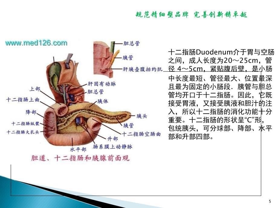 十二指肠球溃护理查房模板_第5页