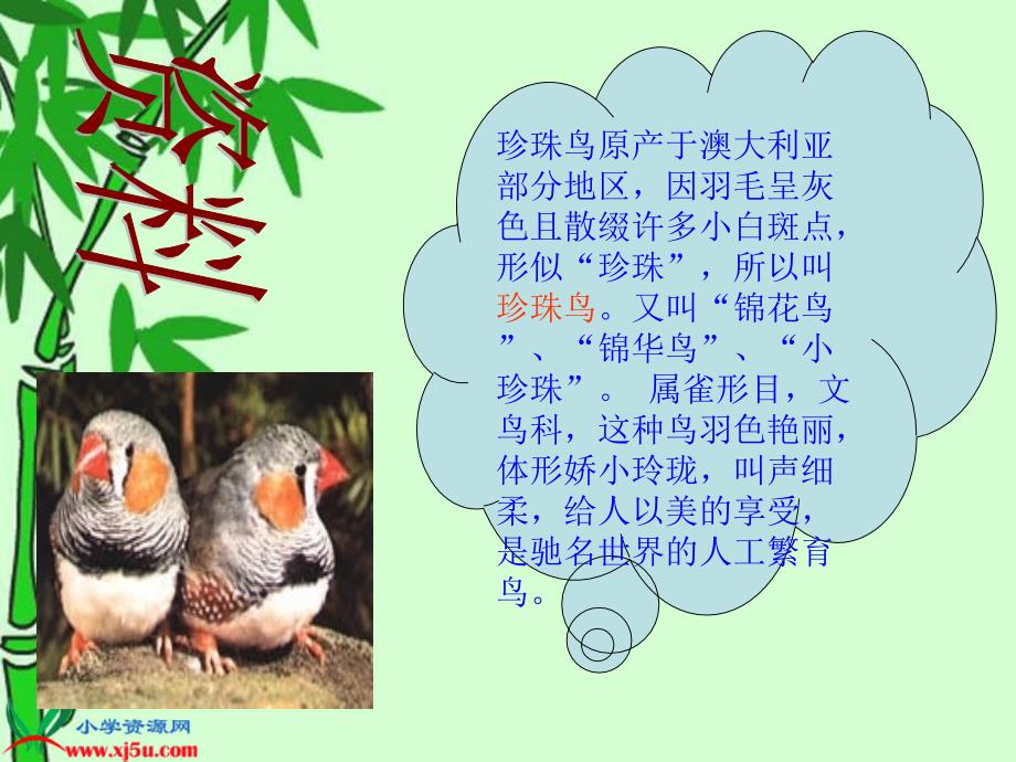 （语文S版）五年级语文下册课件 珍珠鸟 7_第2页
