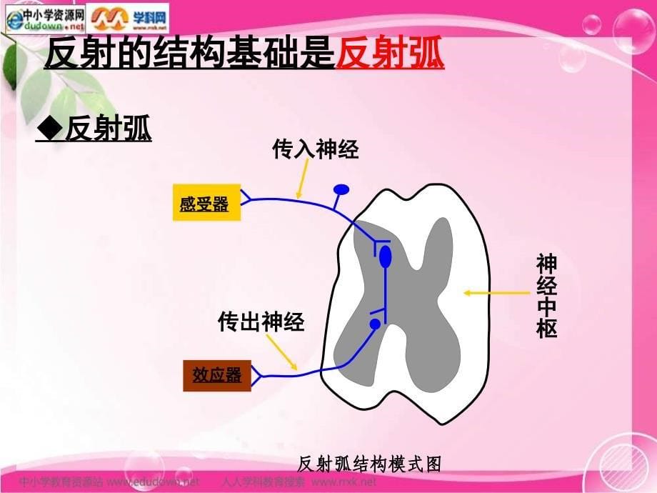 新人教版生物必修3第1节《　通过神经系统的调节》ppt课件_第5页