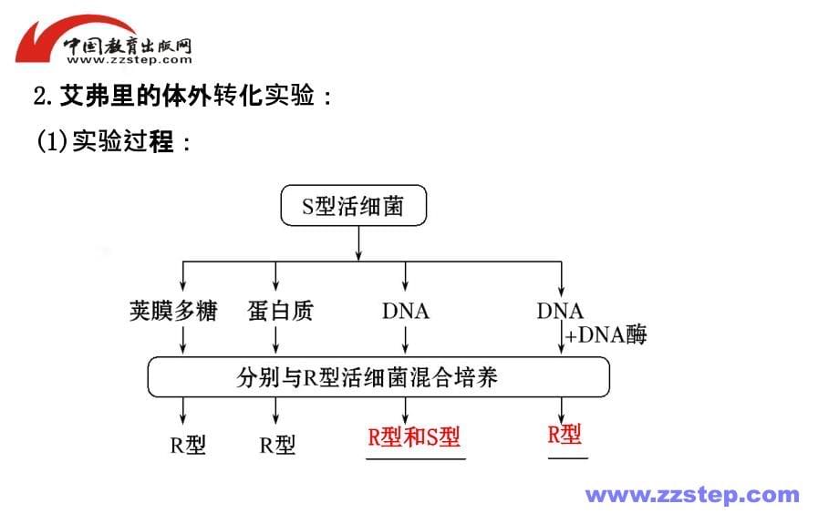 【人教版】高考生物总复习课件：必修2-3-1DNA是主要的遗传物质_第5页