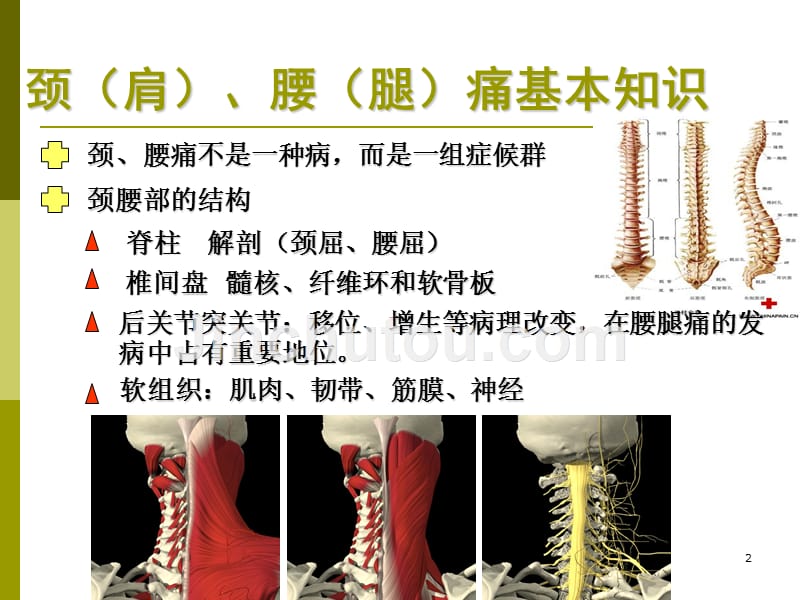 脊柱的职业健康问题幻灯片_第2页